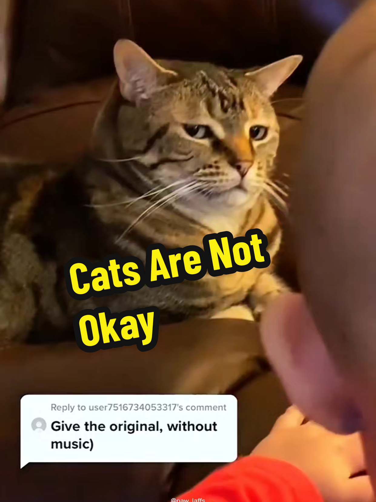 The funniest cat reactions compilation you'll see today. #cat #catsoftiktok #catlover #cattok #cutecat 