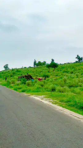 Fozia 🥺♥️#Naveedbaloch #tredingvidio 