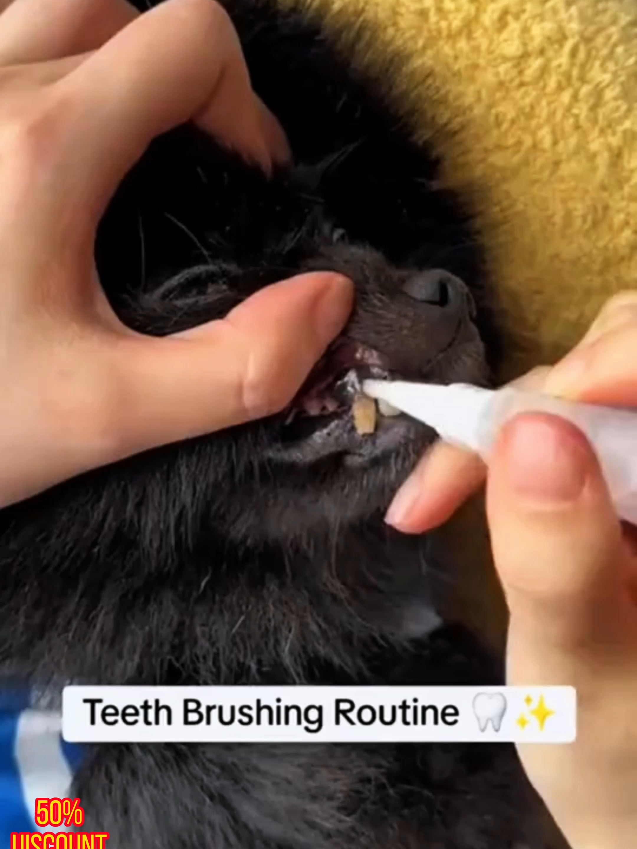 Pet Oral Repair Gel#tiktokshopcreatorpicks #fypツ #fyp