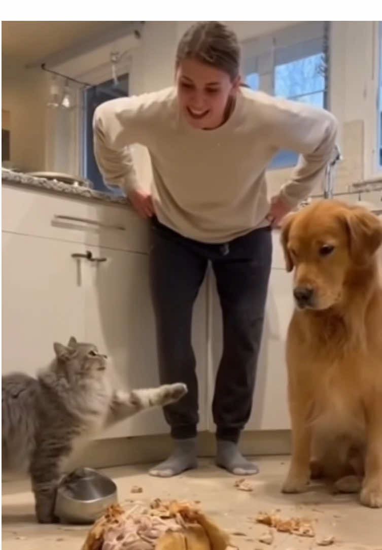 The cat blames the dog.#catsoftiktok #cats #funnycat #fyp #cutecat 