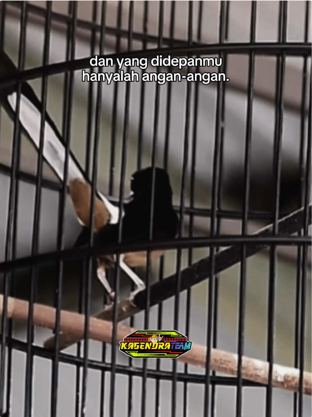 Maaf ya allah, sujudku belum se sempurna sujud burung ciptaanmu🙃 #fyp #masdhimm #kicaumania #muraibatu 