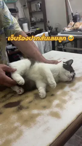 เอ็นดูมาก #cat #catsoftiktok #catlovers #แมวน่ารัก #รักแมว 