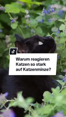 Manche Katzen flippen völlig aus, wenn sie Katzenminze riechen, während andere kaum darauf reagieren. Doch was steckt wirklich dahinter? 🐈 #katze #katzenminze #katzenwissen #katzenwelt 