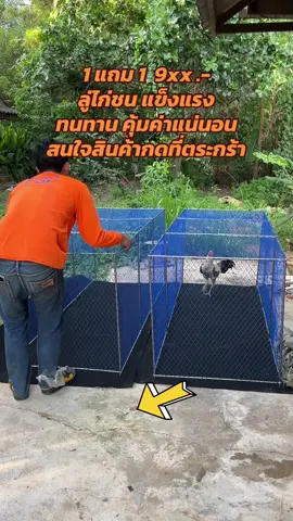 ลู่วิ่งไก่ชน 1แถม1 ยาว2เมตร*85 โครงเหล็กแข็งแรง ทนทาน สนใจสินค้ากดที่ตระกร้า #ลู่วิ่งไก่ #คนรักไก่ชน♥️♥️ #คนเลี้ยงไก่ #ไก่ชน 