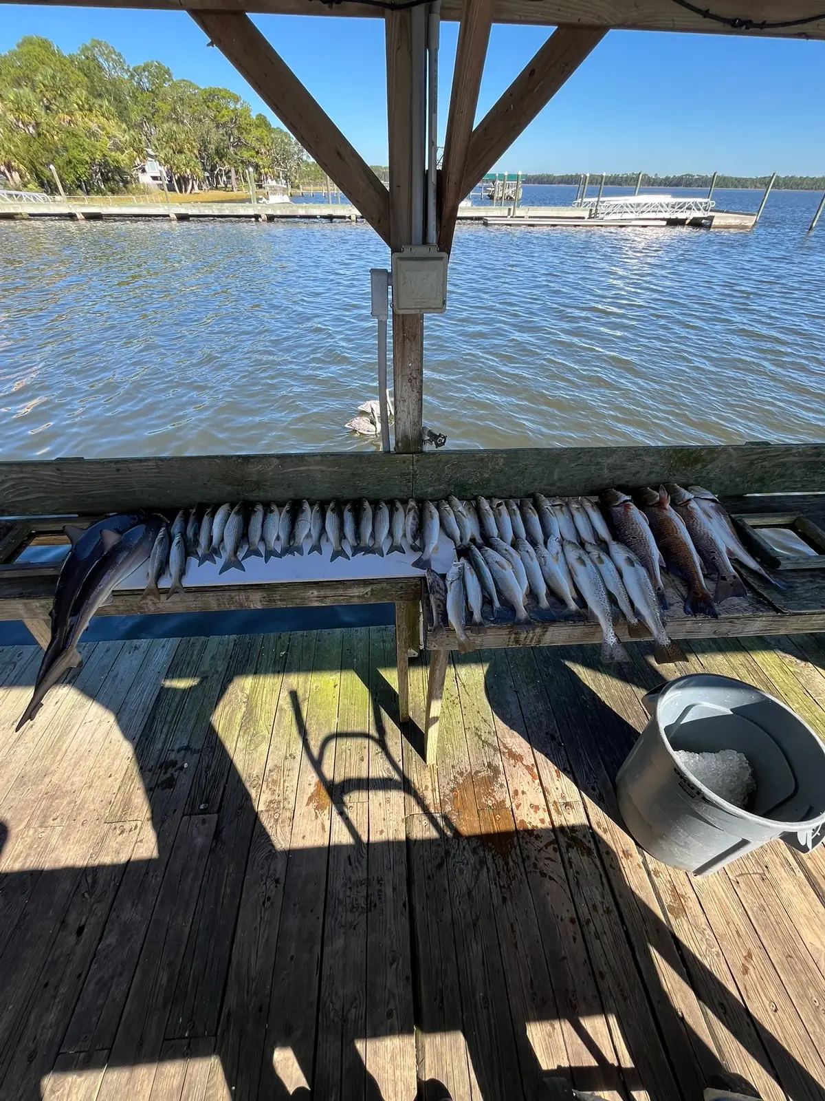 The Fishing has been great this season! #NicholsCharters 