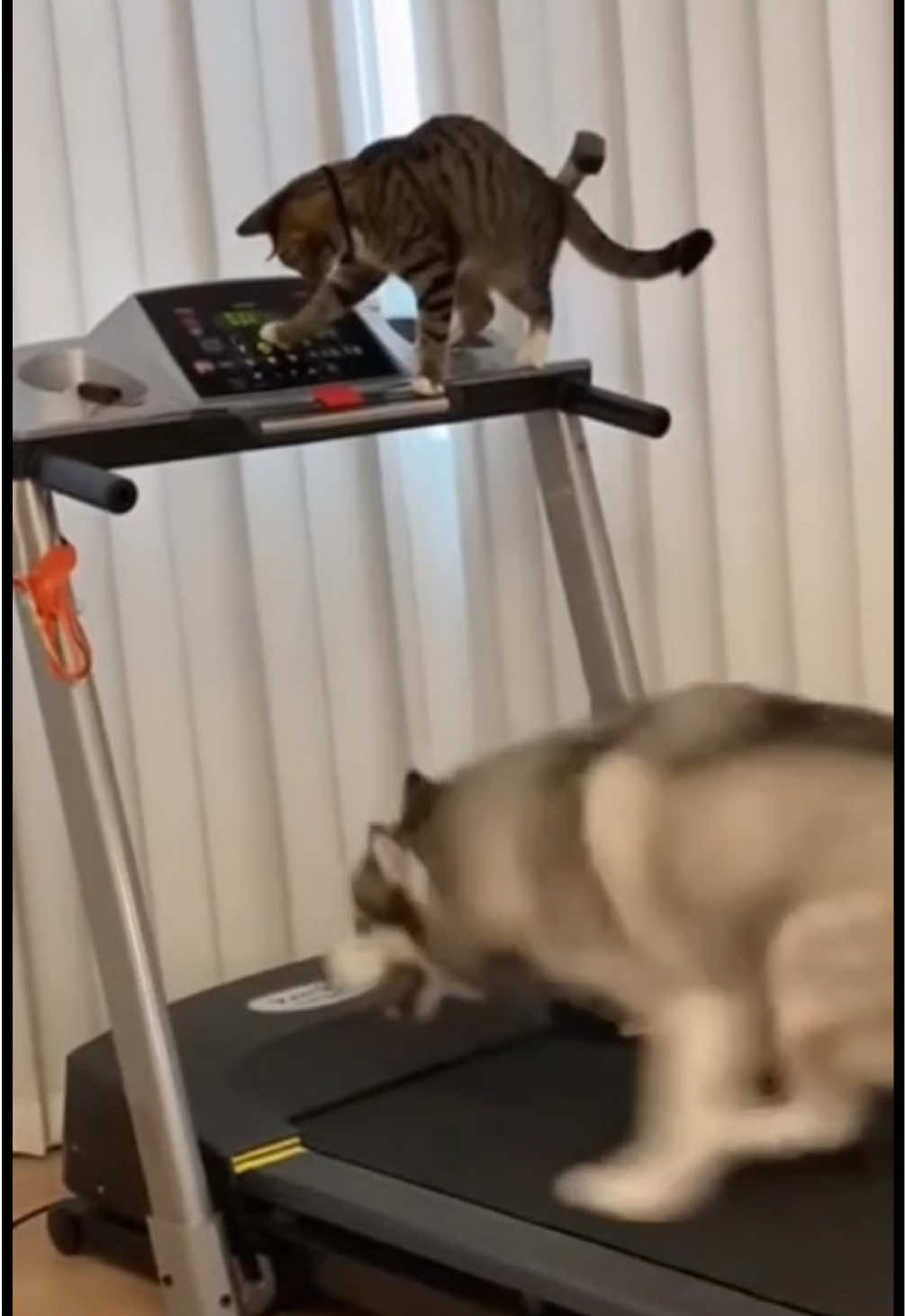 Hello ?  #funny #pets #cute #cat #dog Does this make you think of someone? 