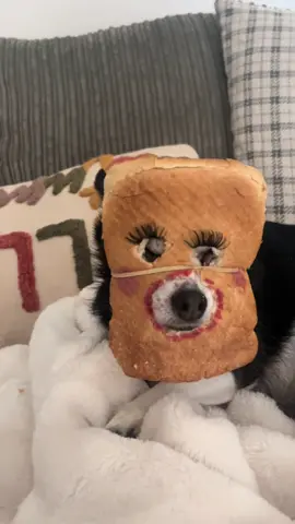 Bread Gein 🍞 🤣 #edgein #funny #chihuahua #funnyanimals #monster 🐶 