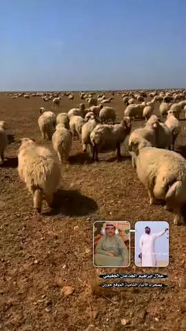 #ابراهيم_الجدعان_الجغيفي  #اكبر_غنام_بل_عراق  #صحراء_الشاميه_حوران_  #عاده_نشر_فيديو🔁⏩  #الشعب_الصيني_ماله_حل😂😂 