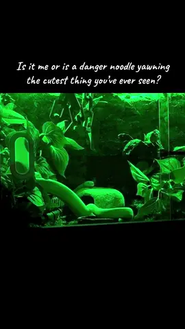 Such a BIG yawn 🥹  #snake #snakesoftiktok #rainbow #boa #sleepy 