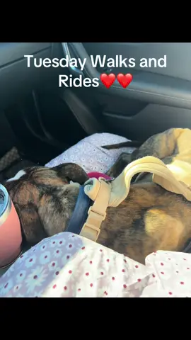 Tuesday fun with Toledo, Punkin, Romeo, Honey, and Fig @Fort Defiance Humane Society#fyp #sheltervolunteer #dogshelter #shelterpetsoftiktok #volunteerdogwalker 