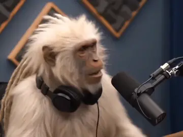 Será que vai ???🤔🦍 #podcast #gemini #veo3 #gorilla #meme 