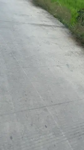 🌿 #mpgank🤙 #mpprimus #fypviralシ #primusgank #mpssstyle #mpssstyle #gl160modifikasi #gl160 