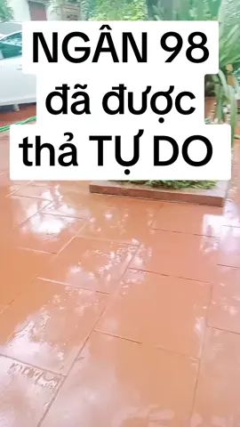 ngân 98 được thả tự do #thoisu #tintuc #ngan98 #tiktokers #giaitri 