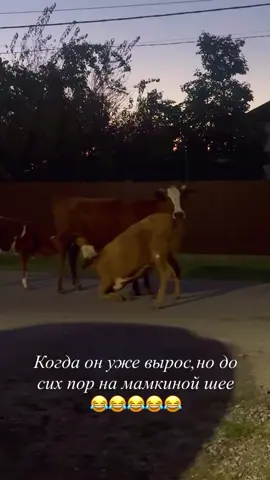 #реки #чечня #fyrシ #95 #viral 