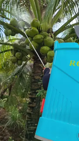 Ra hoa, dưỡng trái, chống rụng hoa rụng trái và nút trái trên cây dừa #dua #chongrungtrai #vuonmaianhquy 