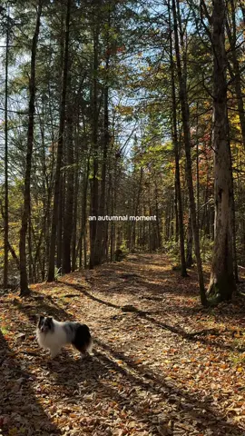slow mornings out in woods 🍂 #autumn #fall #nostalgia #sheltie #memories 