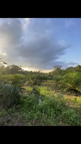 🌴#sawitontiktok #sawit🌴#fyppppppppppppppppppppppp 