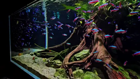 Layout thuỷ sinh đẹp #aquascape #thuysinh #aquarium #theaquacorner #fishtank 