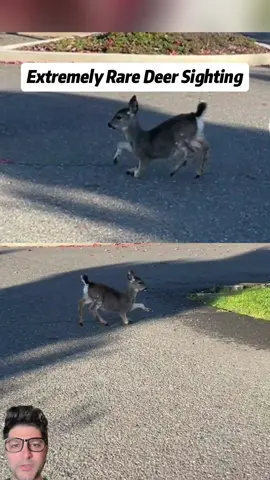 It is a dwarf deer!! They are born with broken legsso yeah not healed correctly#Deer #Fawn #Mother #WildAnimal #Wildlife 