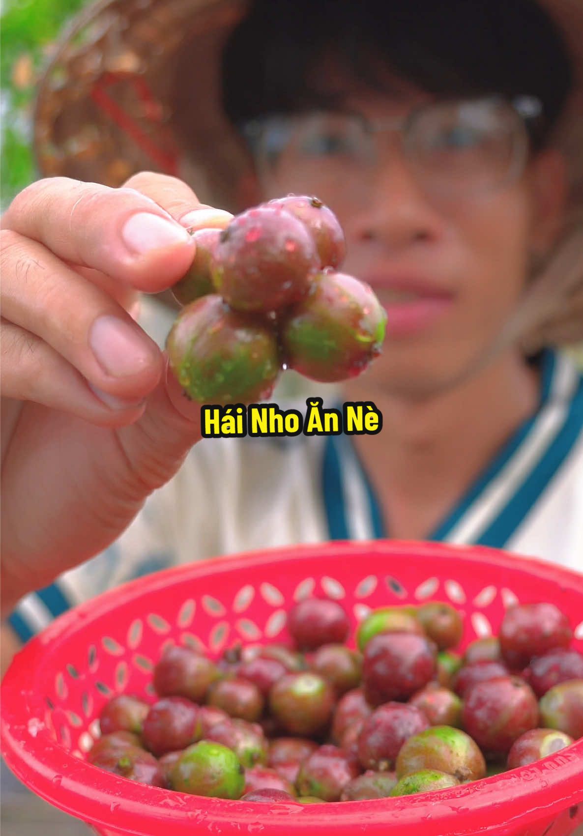 Cây nho thân gỗ quá trời trái lun nè #hienonha 