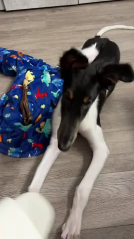 Подловила подловила #русскаяпсоваяборзая #рпб #собака #borzoi #маяковский 