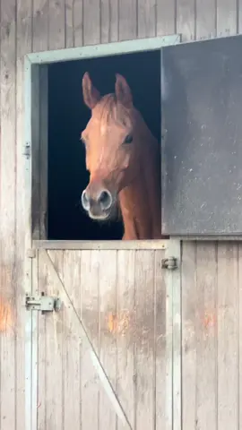 #maybachhorse #arabianhorse #horse #relax 