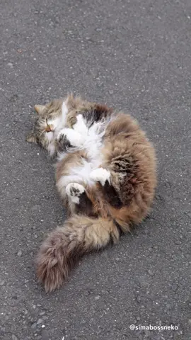 モフモフが落ちてる。 Fluffy is sleeping...💤 #もふもふ #猫 #かわいい #キジ白 #cat 
