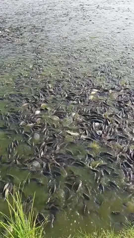 persiapan tgl 19 HTM 225...GRESIK #fypシ #fouryou #fypage  #nila #pemancing 