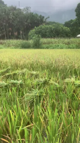 Mùa gặp quê em
