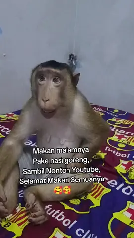 Selamat Makan#monyetlucu#monyetviral#becandatapisantai#monyetlokal#pyf 