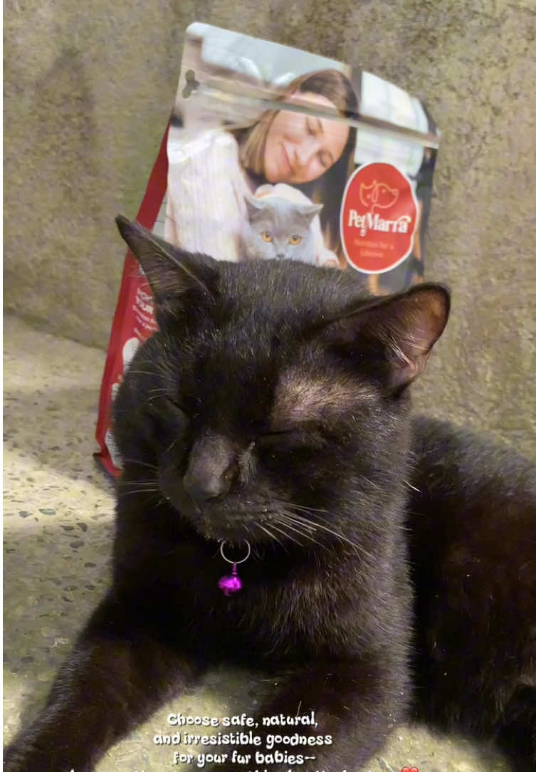 Strong body, shiny coat, happy meows! ✨🐾 Fuel your cat’s life with PetMarra Beef & Chicken Raw Recipe—healthy, tasty, and 100% natural! 🐈❤️ #petmarracats #HealthyAndHappy #pickyeaterapproved 