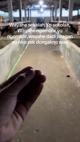 #peternakmuda #sapijumbo #xyzbca #blantiksapi #4upage 