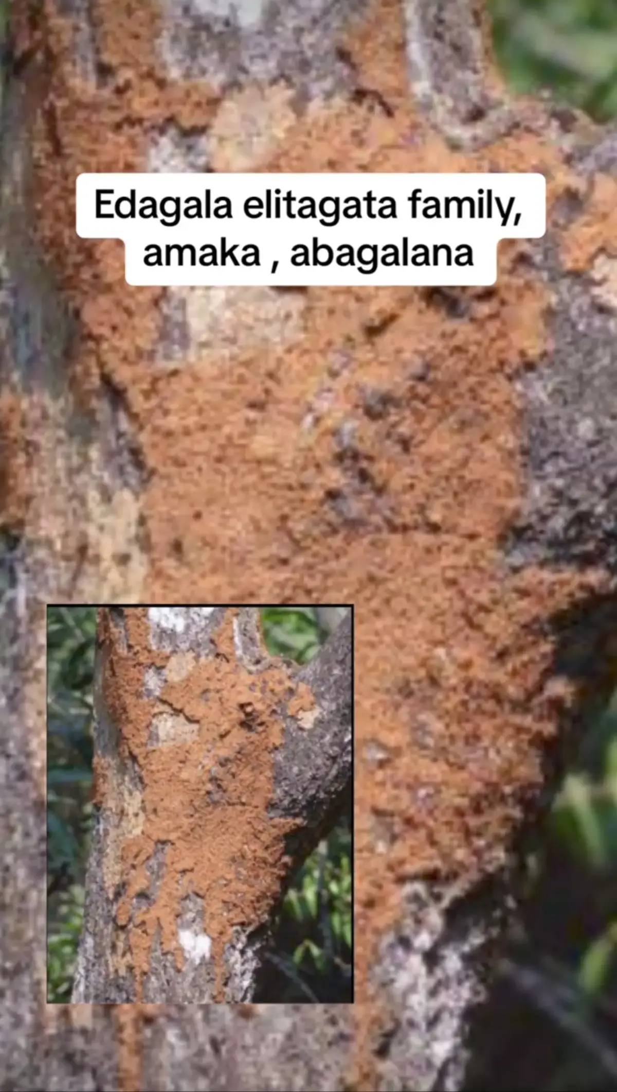 BYEBYO NO basebo ne banyabo 🧎‍♀️☝️