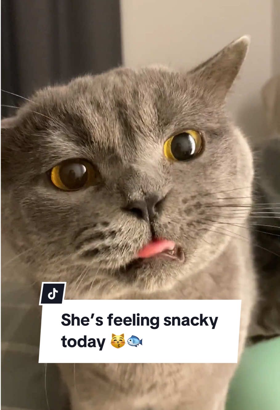 Get this Cat Dental Treat to avoid bad breath 😸🐾