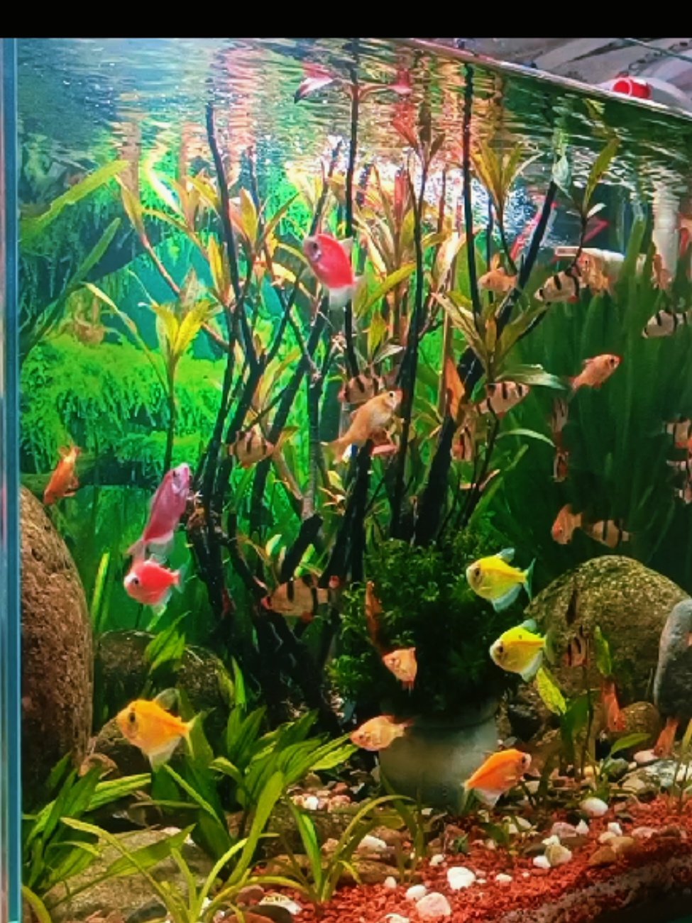 đồng ngư điểm danh cái nhé #cá #hothuysinh #fyp #TikTokAwardsVN #xuhuong 