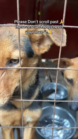 Please Don’t scroll past 🙏these rescued dogs need your love 🐾🙏#fyp #Love #viral #trend #USA 