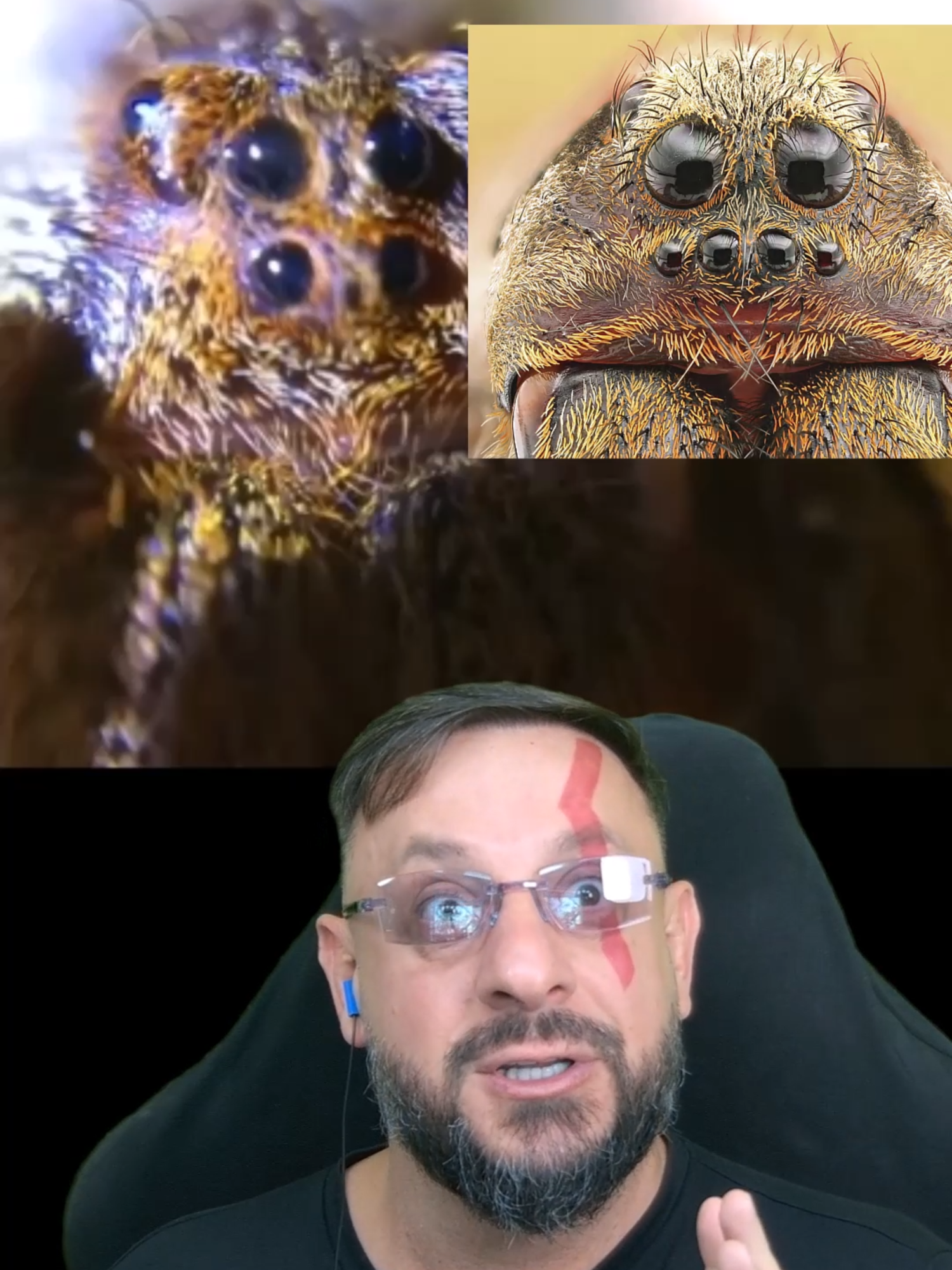 Close no olhar da aranha armadeira #biologohenrique #animais #bichoesperto #biologo
