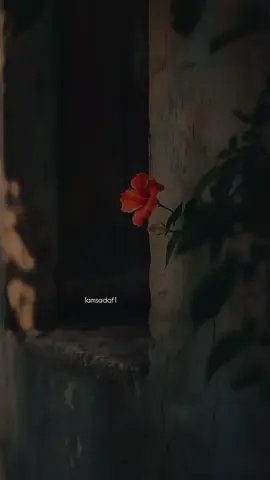 #foryou #foryoupage #islamic_video #iamsadaf1 #foryoupage 