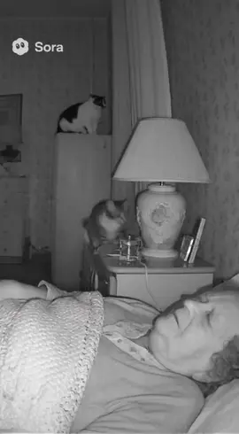 #cat #meme #fyp 