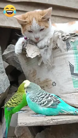 #LIVEIncentiveProgram 