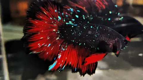 Stardus nebula VVIP quality #cupanghias #cupang #cupangavatar #cupanghiasindonesia #cupangkontes 