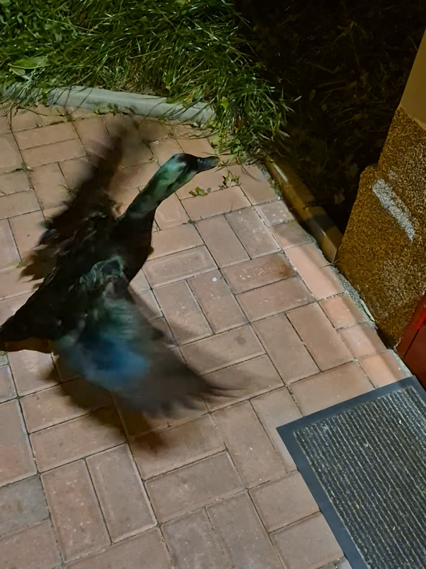 Kaczor Jerry sprawdza domofon 😂🦆🥰 #śmiesznezwierzaki #śmiesznezwierzęta #kaczka #kaczor #zwierzaki 