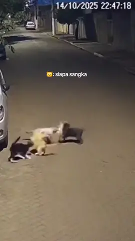 hahaha.... #fyppppppppppppppppppppppp #fyp #masukberanda #viral #kucing 