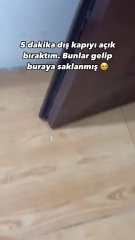 çok tatlılar ya 🥰🥰🥰