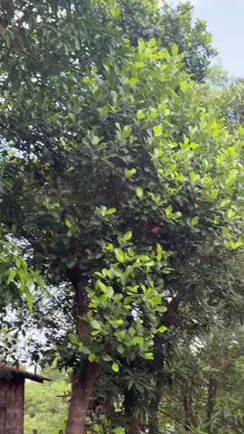 လာလည်ပါကွယ် 🫶🏻💕#fypシ゚viral🖤tiktok☆♡🦋myvideo #မြင်ပါများပီးချစ်ကျွမ်းဝင်အောင်လို့🤒🖤 #အသဲလေးတွေပေးပါ❤❤❤❤❤❤💙💙💜🖤 #fypシ゚ #လာလည်ပါကွယ်ဖိတ်ခေါ်တယ်ပျိုတို့တောဓလေ့ဝယ် 