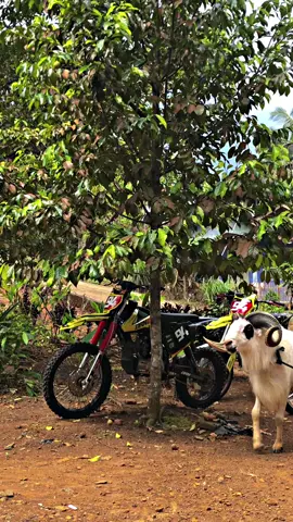 Si jalu ngahalang halang wae😂#trailadventureindonesia #bbkstd #