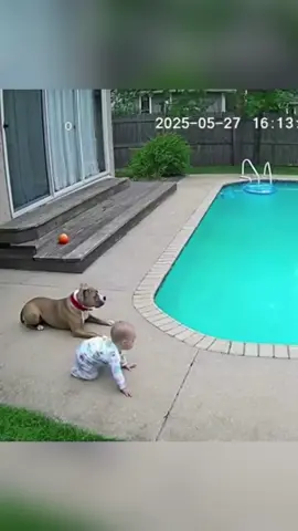 Dog alway protect baby in critical moment #baby #dog #protect #Love #tiktok