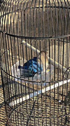 Slulup mas🤩 #lovebird #lovebirdfighter #lovebirdindonesia #lovebirdsurakarta #lovebirddurasi 