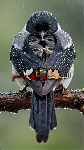 #ماموستا_سوران_عبدالکریم #اللهم_صلي_على_نبينا_محمد 