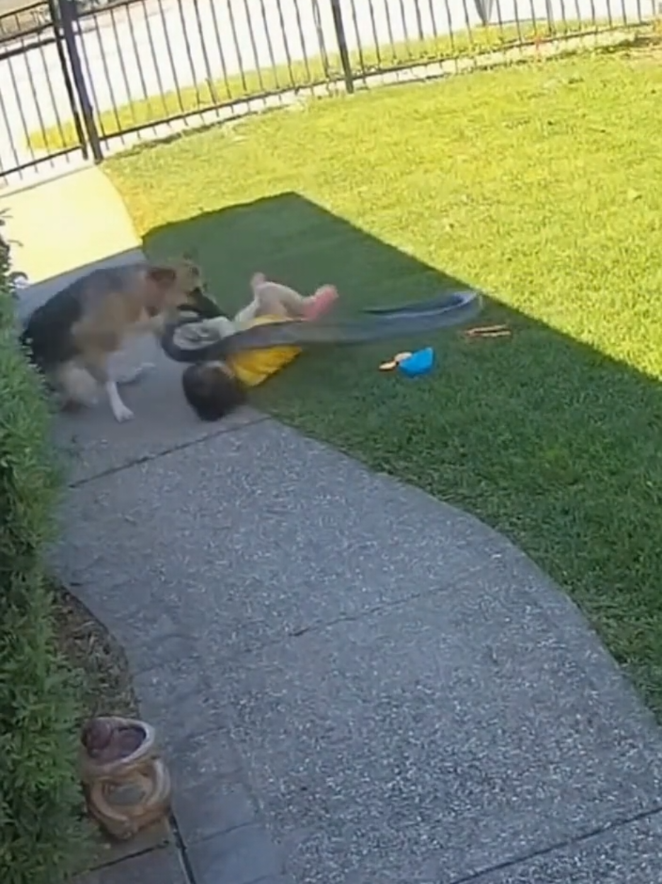 Chó Cưng kịp thời cứu em bé trước rắn độc #dogsofttiktok #dog #snake #babydog 